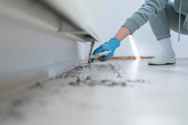 Best Flea Control Services  in South Apopka, FL